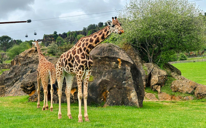 Giraffes grazing near rocks at Cabárceno Nature Park with cable cars in the background.