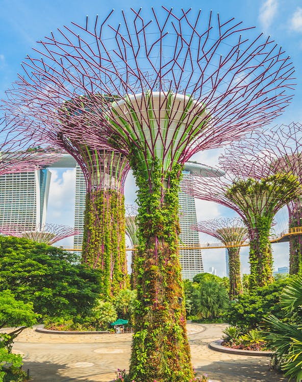 Supertree Grove at Gardens by the Bay, Singapore, with lush vertical gardens.