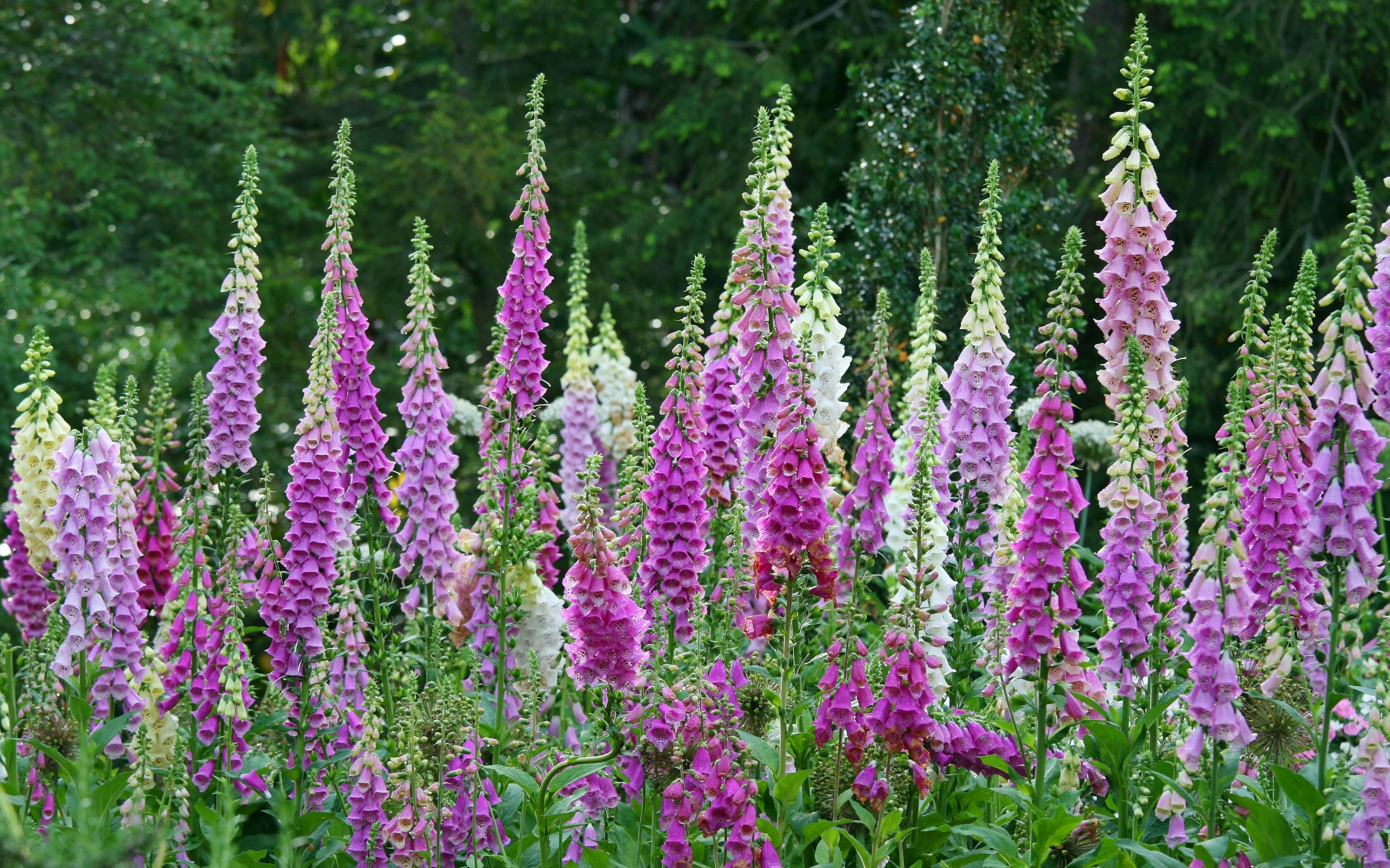Foxglove flowers in a garden setting with lush greenery.