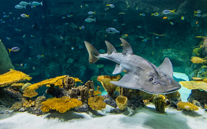 Guitarfish swimming among coral at Seattle Aquarium.