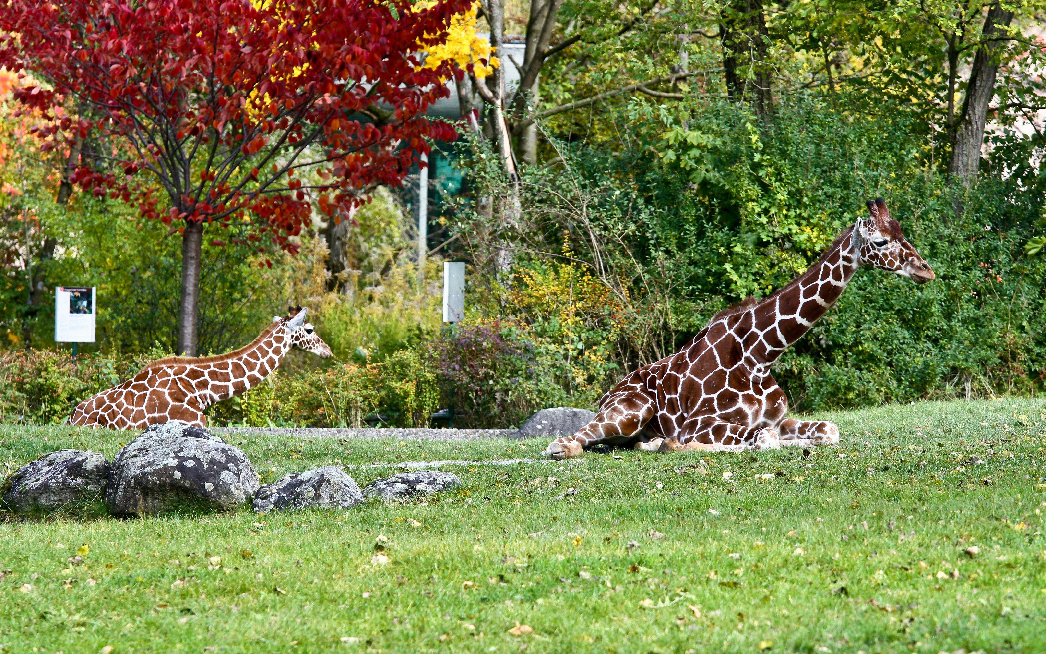 Giraffes resting in a grassy area at Hellabrunn Zoo, surrounded by autumn foliage.