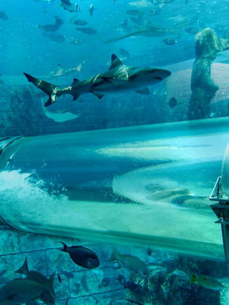 Underwater tube slide with sharks at Atlantis, The Palm, Dubai.