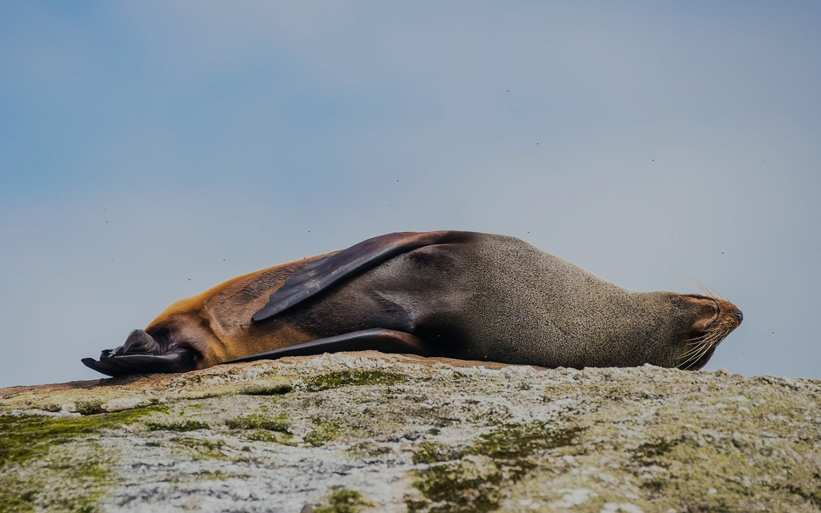 Seal Rock