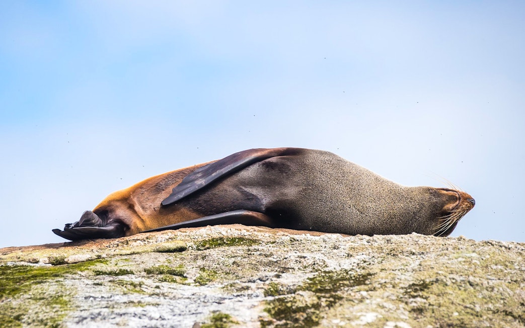 Seal resting on a rock during Doubtful Sound Wilderness Cruise, New Zealand.