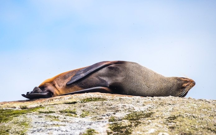 Seal resting on a rock during Doubtful Sound Wilderness Cruise, New Zealand.