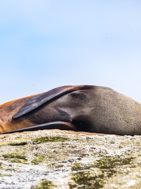 Seal resting on a rock during Doubtful Sound Wilderness Cruise, New Zealand.