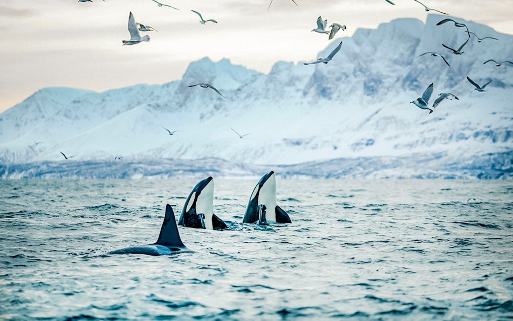 Orcas surfacing in Arctic waters with snowy mountains near Tromso.