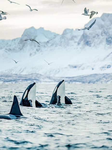 Orcas surfacing in Arctic waters with snowy mountains near Tromso.