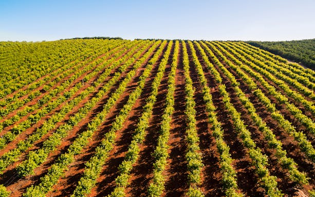 Rows of orange trees in an Algarve orchard under clear blue sky.