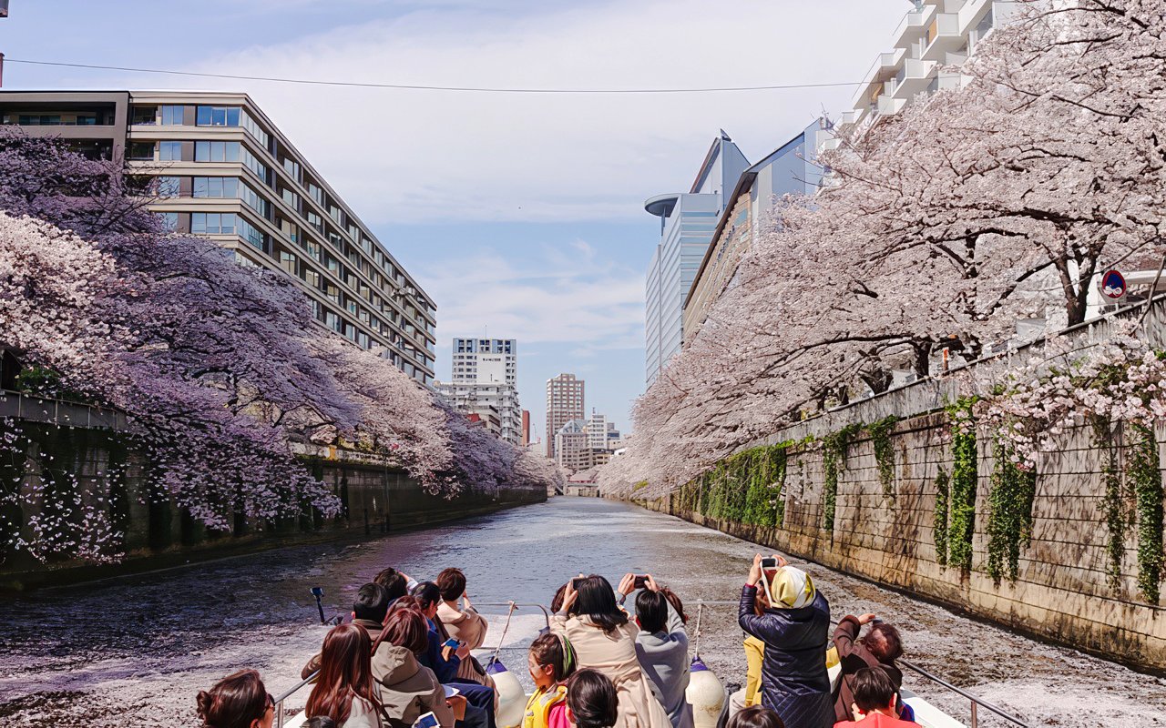 Passengers taking photos of cherry blossoms along Meguro River cruise in Tokyo.