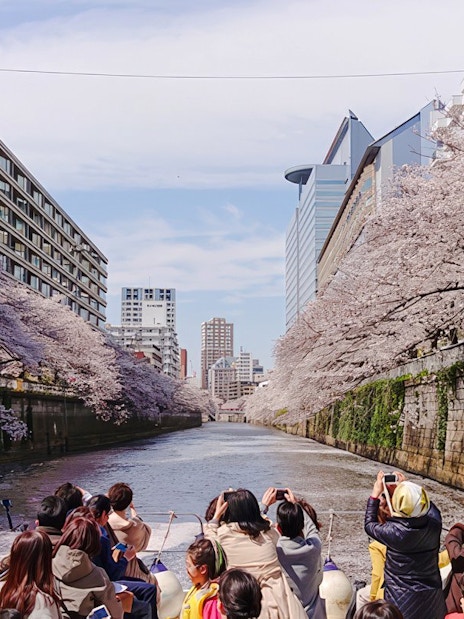 Passengers taking photos of cherry blossoms along Meguro River cruise in Tokyo.
