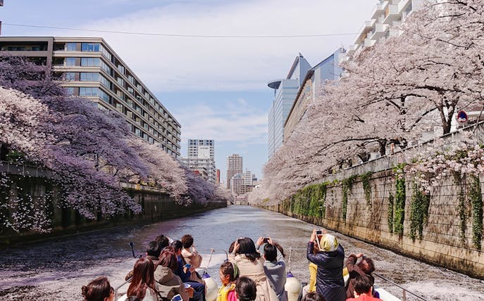 Passengers taking photos of cherry blossoms along Meguro River cruise in Tokyo.
