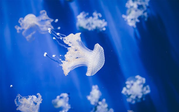 Jellyfish swimming in a blue tank at the Aquarium of Genoa.