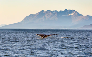 Whale tail emerging from water with mountains in the background, Juneau.