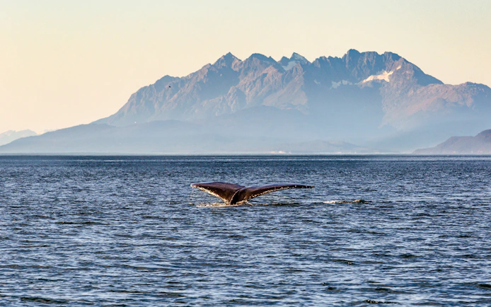 Whale tail emerging from water with mountains in the background, Juneau.