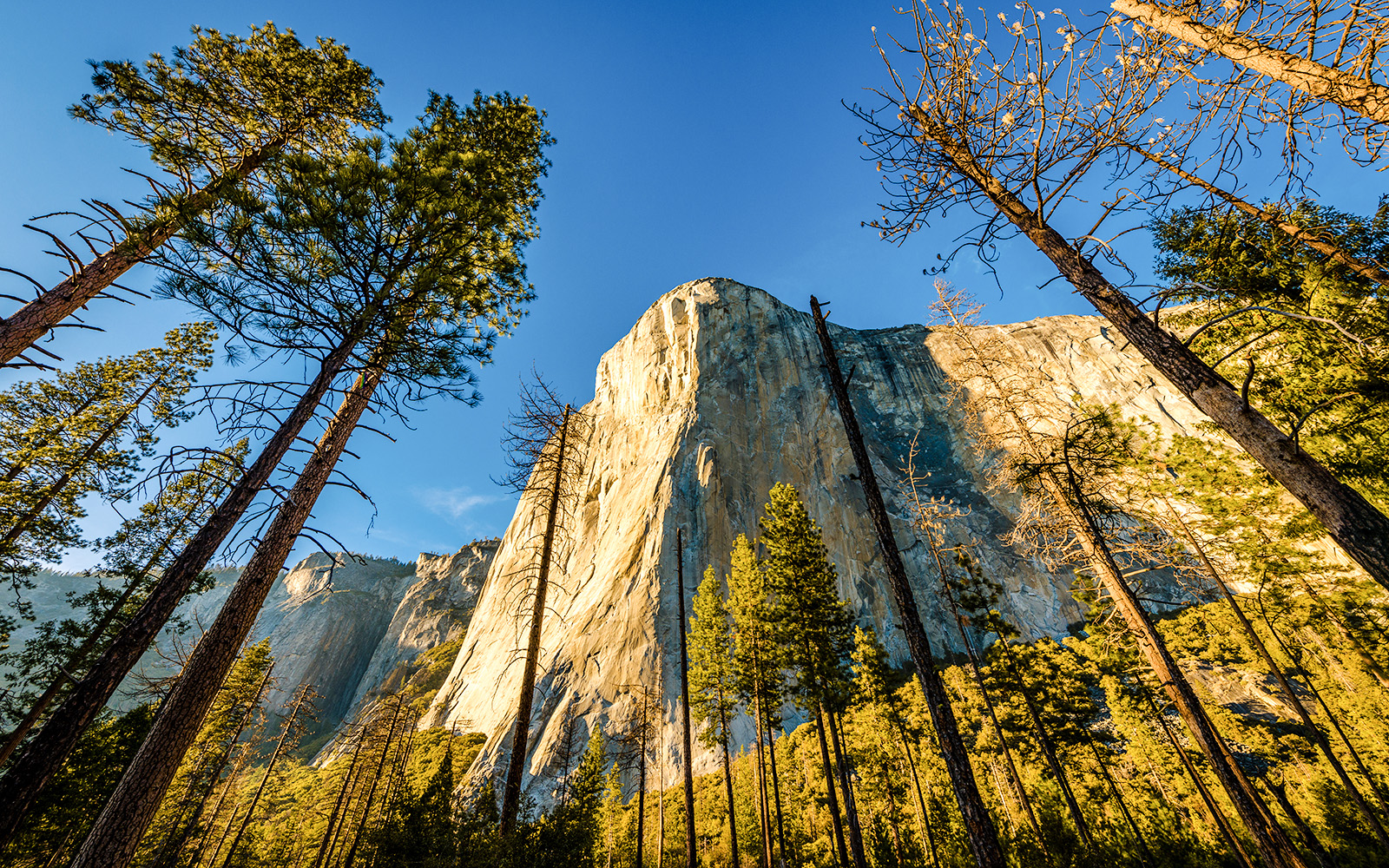 El Capitan rock formation in Yosemite National Park surrounded by tall pine trees.
