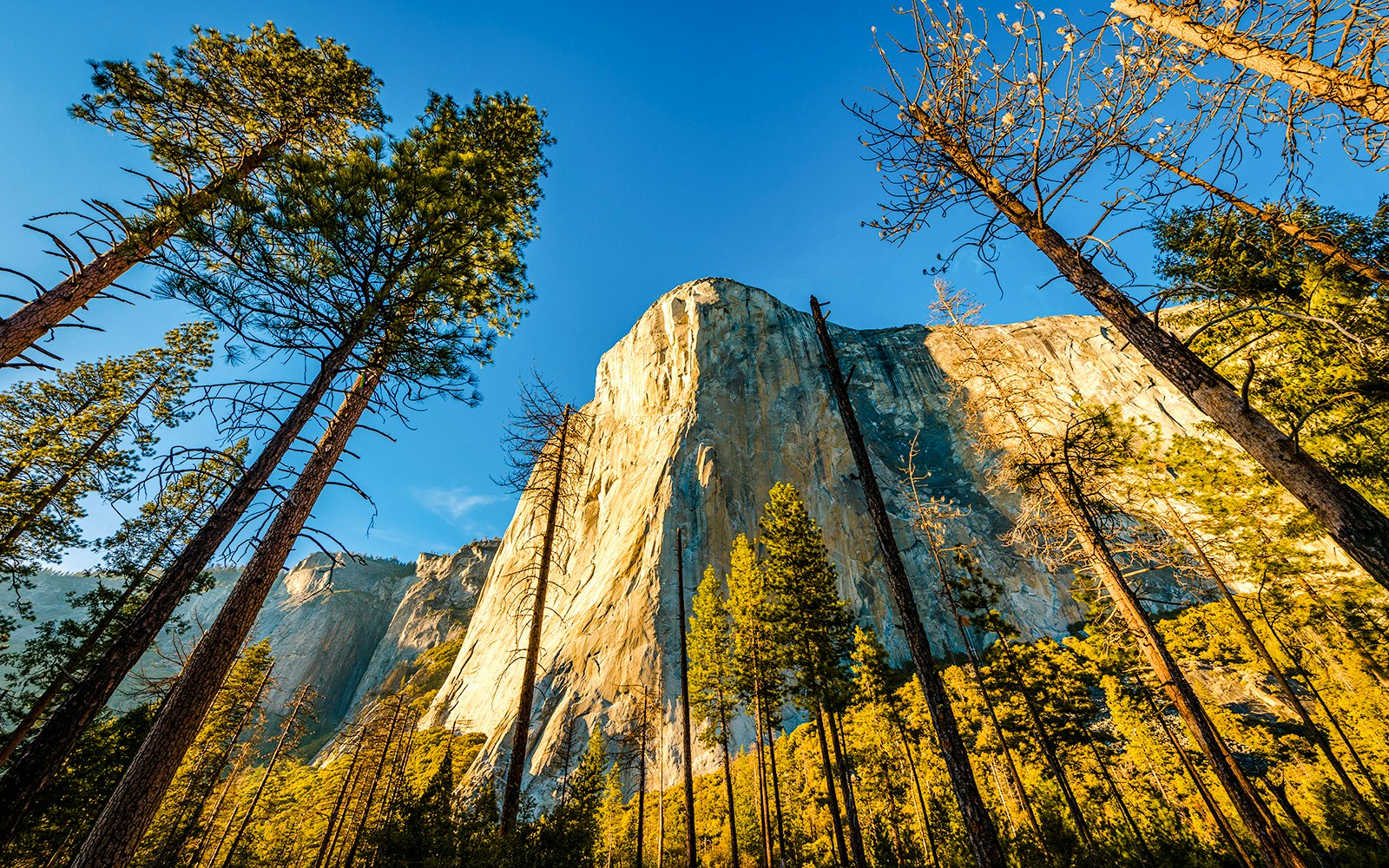El Capitan rock formation in Yosemite National Park surrounded by tall pine trees.