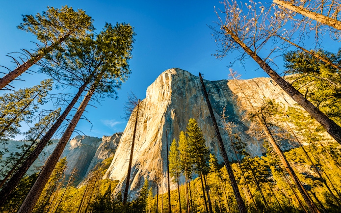 El Capitan rock formation in Yosemite National Park surrounded by tall pine trees.