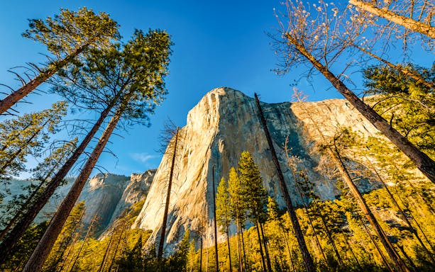 El Capitan rock formation in Yosemite National Park surrounded by tall pine trees.