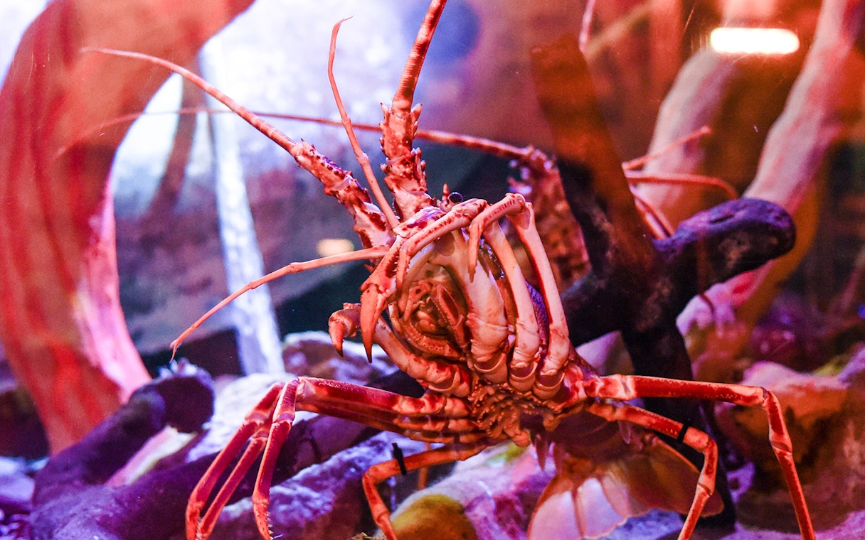Spiny lobster in aquarium at Sea Life Brighton.