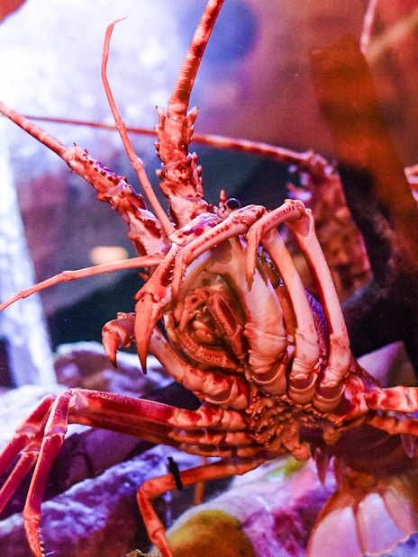 Spiny lobster in aquarium at Sea Life Brighton.