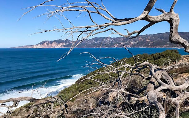 Tonnare Trail coastal view with rugged branches and sea near Gonnesa, Sardinia.