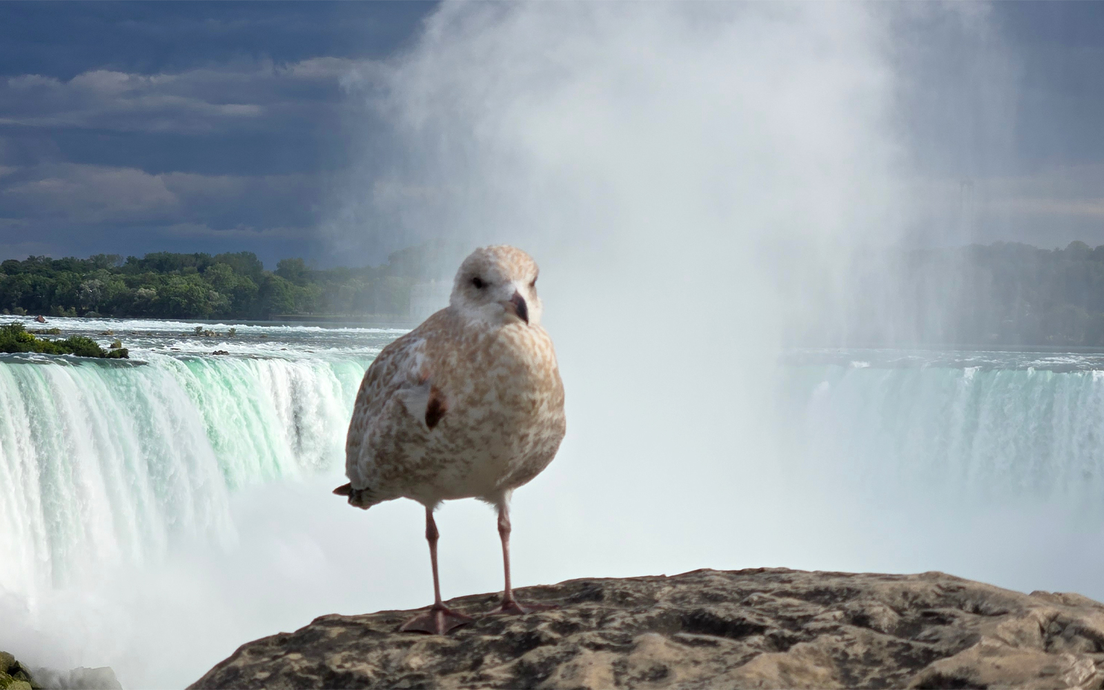 May is perfect for birdwatching in Niagara Falls