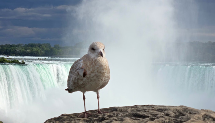 May is perfect for birdwatching in Niagara Falls