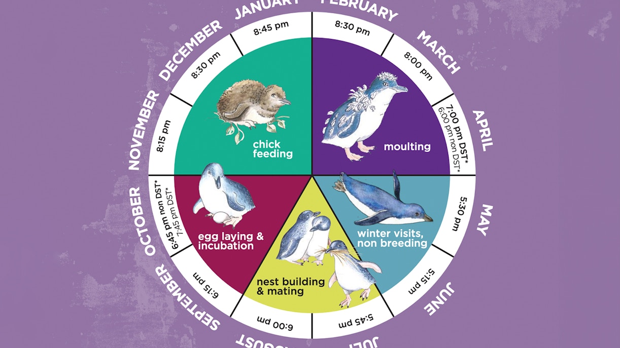 phillip island penguin parade time