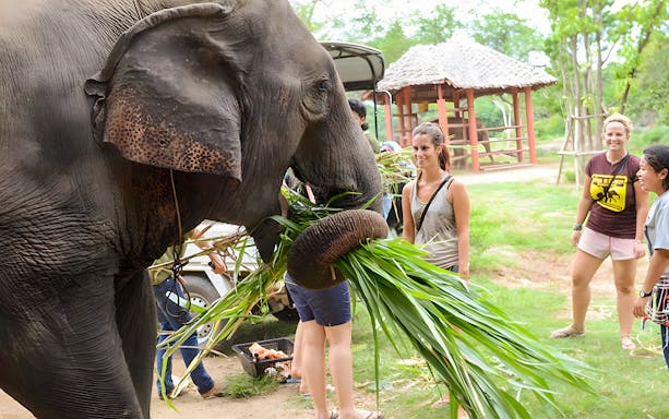 Elephant eating grass with visitors at Elephants World Camp, Kanchanaburi.