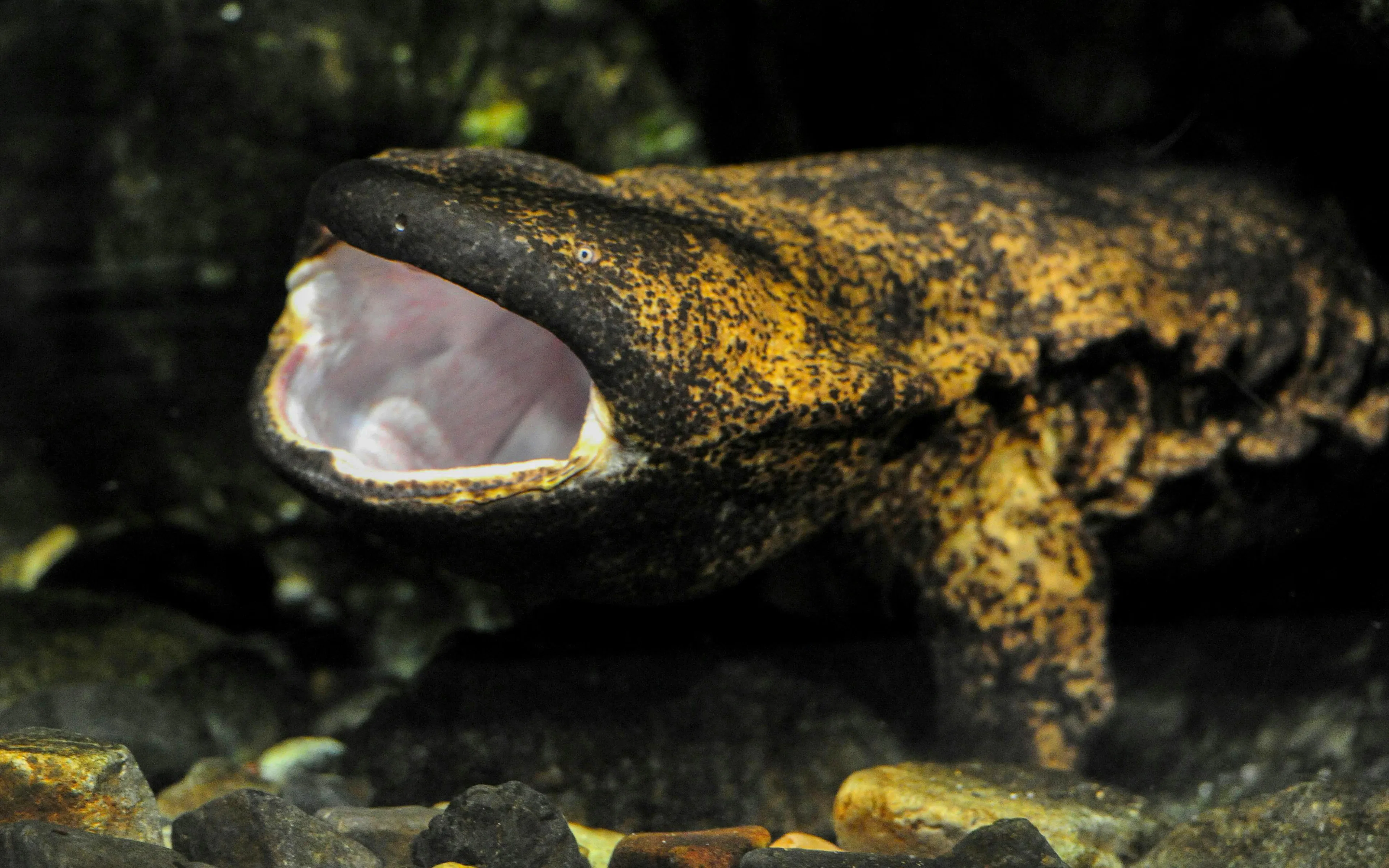 Japanese giant salamander with open mouth at Kyoto Aquarium.