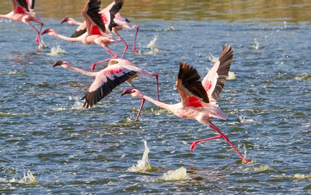 Flamingos taking flight over water at Sharjah Desert Park.