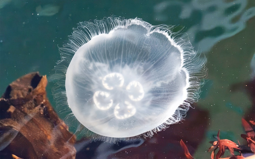 Jellyfish in Seattle waters during wildlife and whale watching tour.