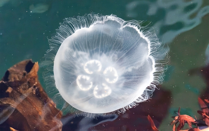 Jellyfish in Seattle waters during wildlife and whale watching tour.