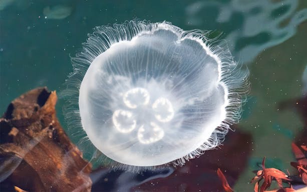 Jellyfish in Seattle waters during wildlife and whale watching tour.