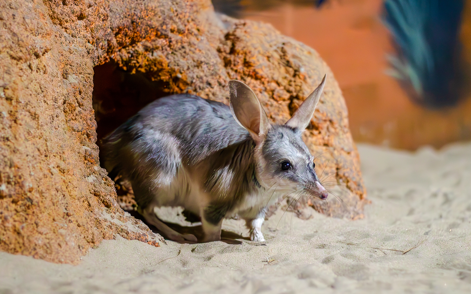 Bilby at Dreamworld, Gold Coast, Australia, in a natural habitat exhibit.