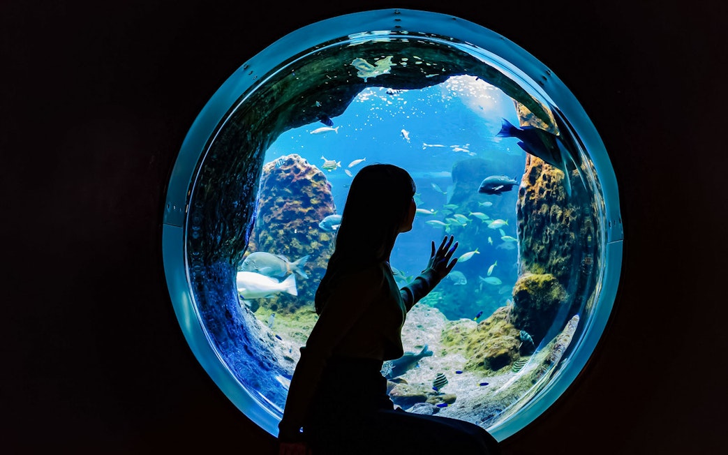Tourist viewing marine life through a circular window at Enoshima Aquarium.
