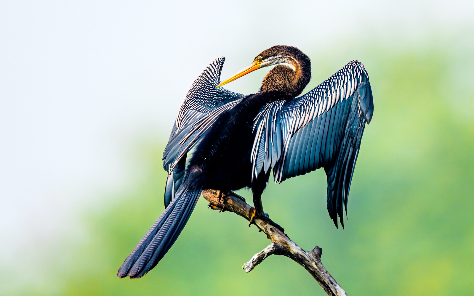 Oriental darter perched on a branch with wings spread, against a blurred green background.