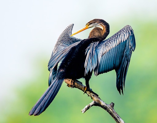 Oriental darter perched on a branch with wings spread, against a blurred green background.