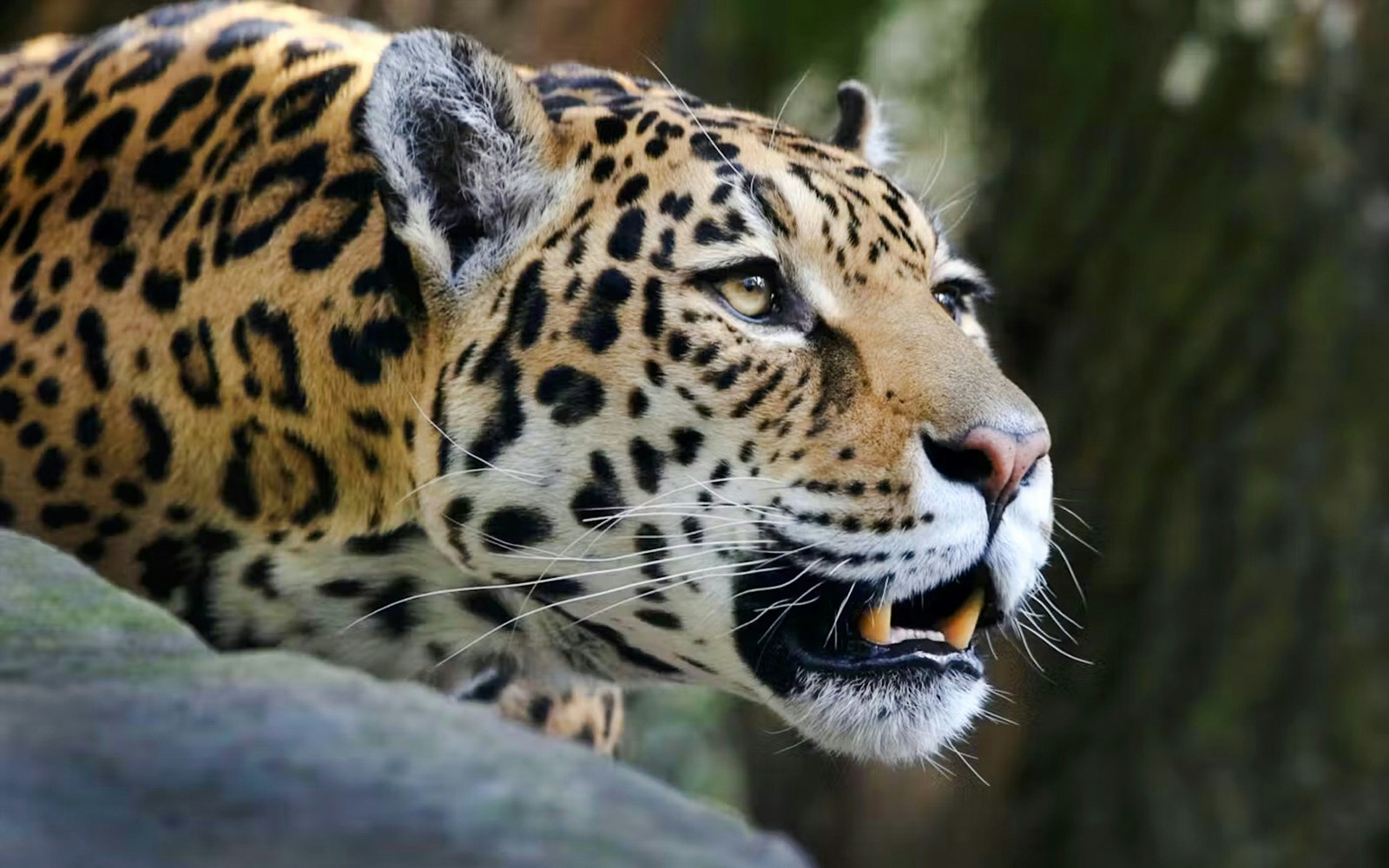 Leopard resting on a rock in a natural habitat.