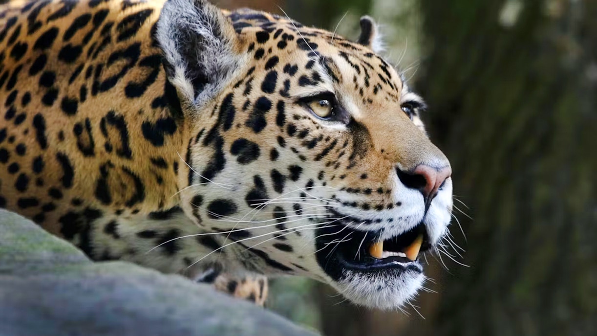 Leopard resting on a rock in a natural habitat.