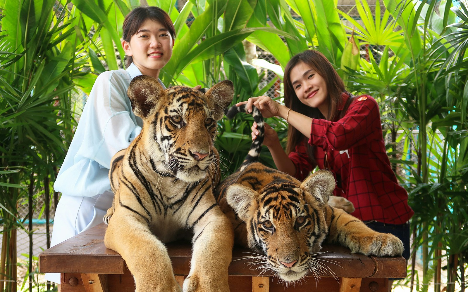 Tiger Park Phuket Tickets