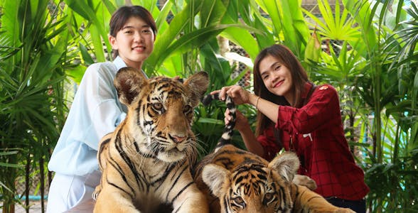 Tiger Park Pattaya