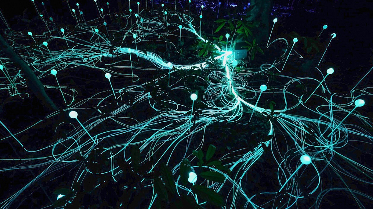 Dream Forest Langkawi