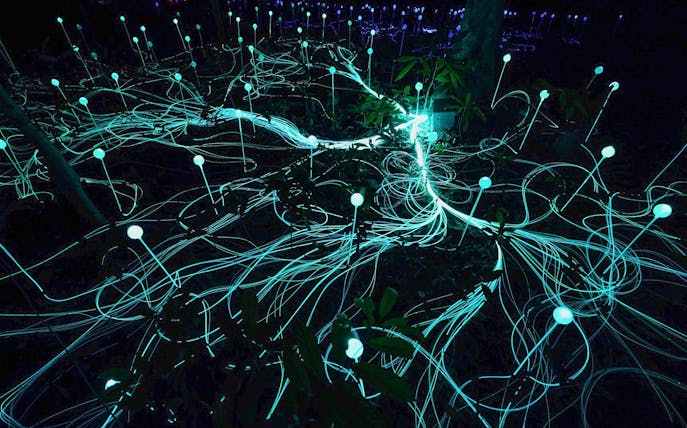 Glowing lights and fiber optics in Dream Forest installation.