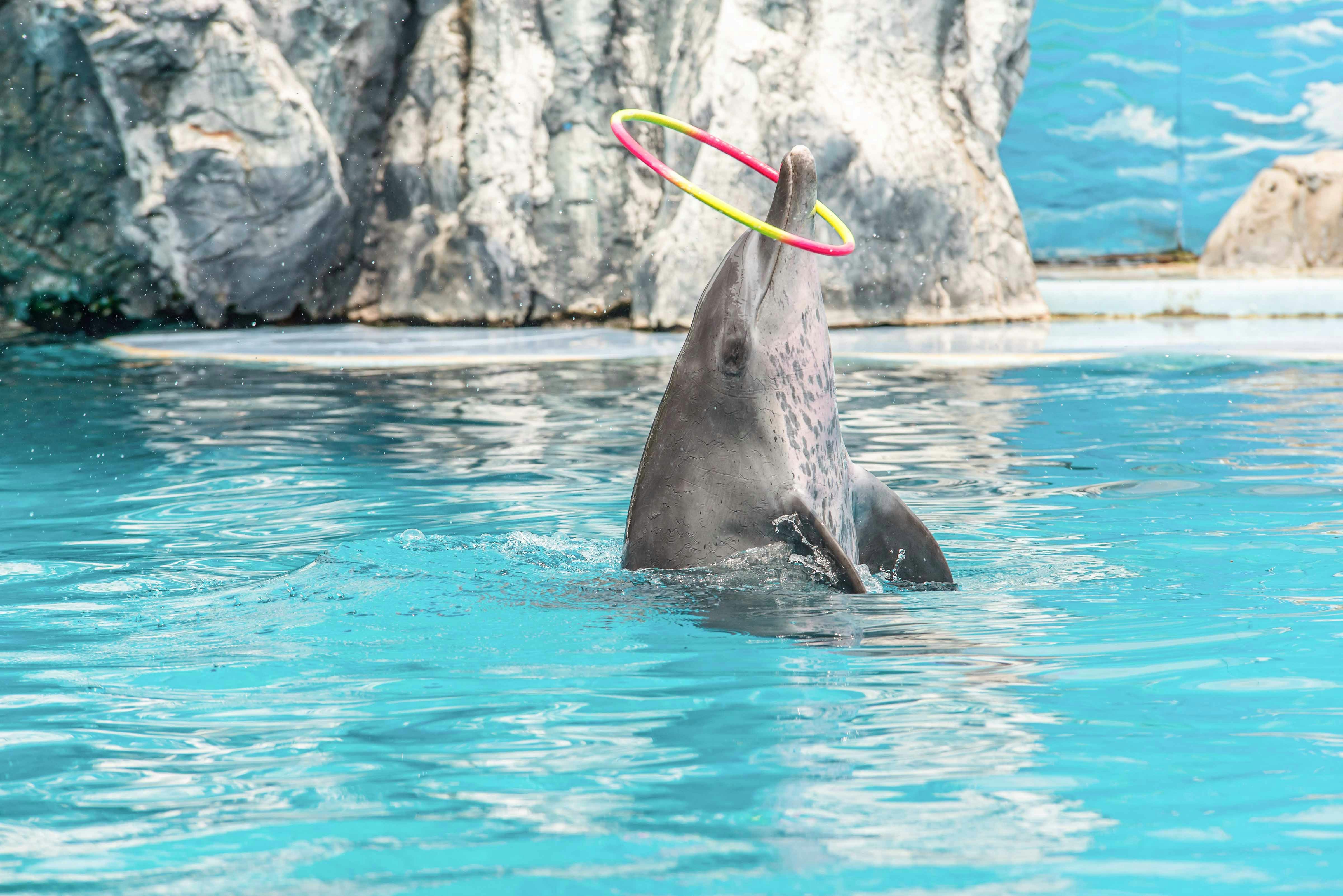 Elephants performing at Safari World Bangkok during a tour show.