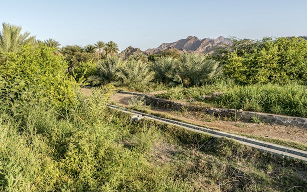 Hatta Falaj irrigation channel with lush greenery and distant mountains.