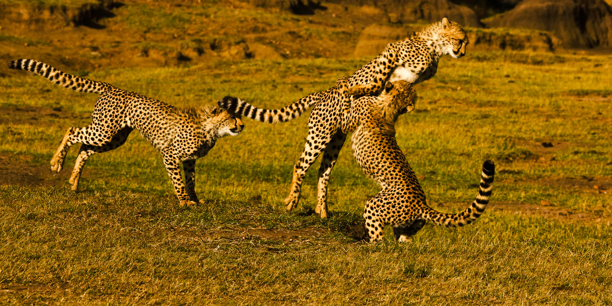 Cheetahs playing in Maasai Mara grassland during 3-day group safari from Nairobi.