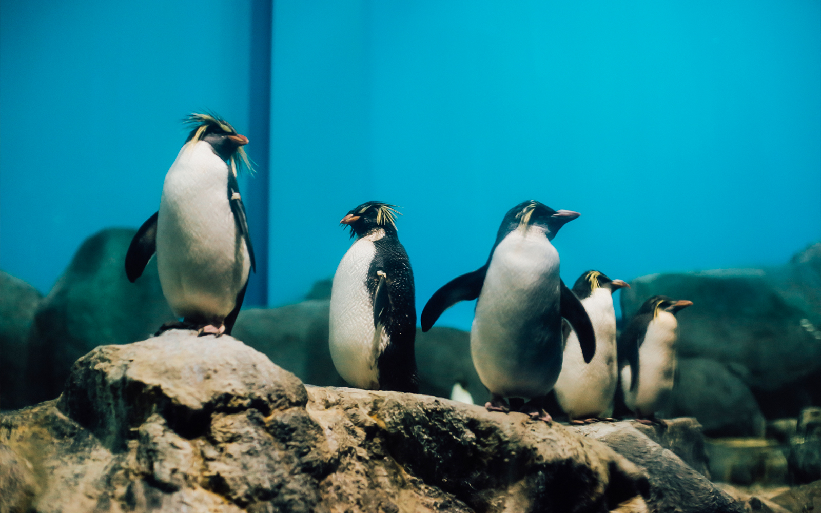 Sub-Antarctic Exhibit in Langkawi Underwater World