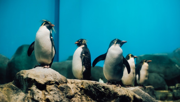 Sub-Antarctic Exhibit in Langkawi Underwater World